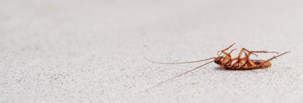 Pest Problem header